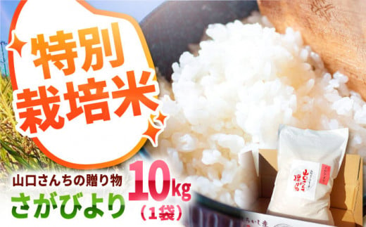 【先行予約】令和6年産新米！ 特別栽培米 さがびより 10kg 白米～山口さんちの贈り物～【y'scompany】米 お米 さがびより サガビヨリ 特別栽培米 白米 お米[IAS006] 280703 - 佐賀県白石町