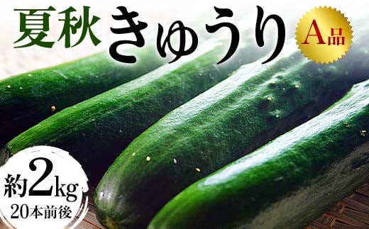 夏秋きゅうりA品 約2kg（20本前後）令和7年発送 キュウリ 野菜 漬物 福島県 伊達市 F20C-994 1554527 - 福島県伊達市