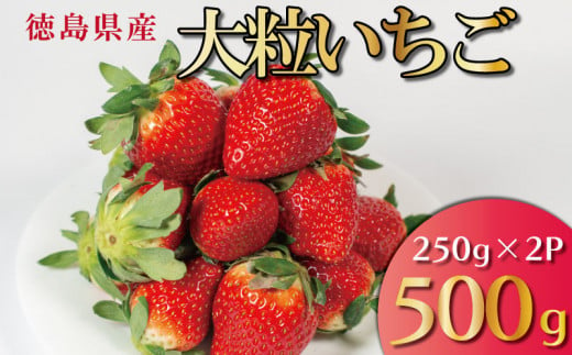 【 先行予約 】 いちご 500g  2 品種 250g 各 1パック スターナイト 天使のいちご 紅ほっぺ やよい姫 苺 ストロベリー 新鮮 果物 フルーツ デザート スイーツ おやつ お菓子 洋菓子 ケーキ ゼリー ジュース ジャム アイス シャーベット スムージー ヨーグルト クレープ タルト フルーツサンド ギフト プレゼント お取り寄せ グルメ 冷蔵 送料無料 阿波市 徳島県 はに農園 1324936 - 徳島県阿波市