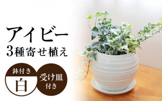 観葉植物 アイビー ヘデラ 3種 寄せ植え ボール形 陶器 鉢植え (白/黒)インテリア ギフト / 観葉 植物 インテリア おしゃれ プレゼント / 大村市 /琴花園[ACYK006]