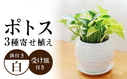 観葉植物 ポトス オウゴンカズラ 3種 寄せ植え ボール形 陶器 鉢植え (白) / 観葉 植物 インテリア おしゃれ プレゼント / 大村市 /琴花園[ACYK007]