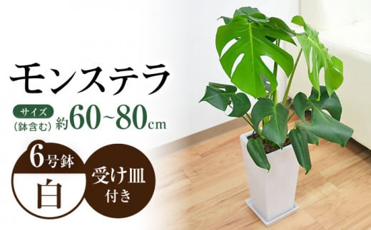 観葉植物 モンステラ スクエア 陶器鉢植え 6号×1個 / 観葉 植物 インテリア おしゃれ プレゼント / 大村市 /琴花園[ACYK001]