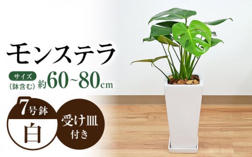 観葉植物 モンステラ スクエア 陶器鉢植え 7号[鉢色:白]/ 観葉 植物 インテリア おしゃれ プレゼント / 大村市 /琴花園[ACYK003]