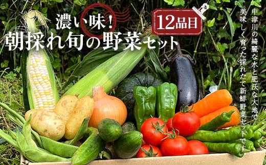 ＜奇数月6回定期便＞濃い味！朝採れ旬の野菜セット【12品目】 F4N-1623 1508426 - 岐阜県中津川市