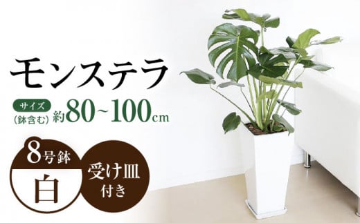 観葉植物 モンステラ 8号サイズ ロングスクエア 陶器鉢植え [鉢色:白] / 観葉 植物 インテリア おしゃれ プレゼント / 大村市 /琴花園[ACYK004]