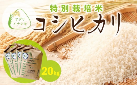 新米【令和6年産】茨城県稲敷市産 特別栽培米 コシヒカリ 合計20kg (5kg×4袋)｜米 おこめ 精米 農家直送 直送 茨城県 [1104] 1490021 - 茨城県稲敷市