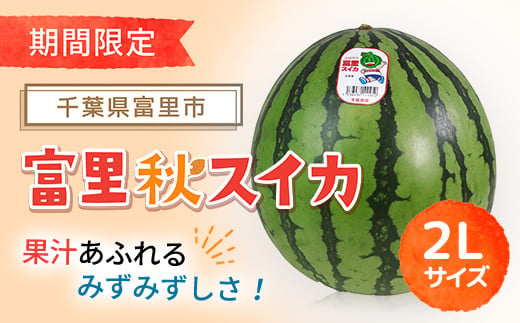 [期間限定]富里秋スイカ 2L 1玉 / すいか スイカ 西瓜 千葉県 富里市 果物 フルーツ 採れたて とれたて 産地直送 農家直送 千葉県産 ちば 千葉すいか 千葉スイカ 富里 富里すいか 富里スイカ 甘い あまい 美味しい おいしい 大玉 大玉すいか 大玉スイカ