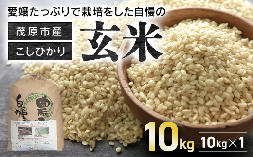 [2025年1月1日以降発送][令和6年産] 茂原市産こしひかり玄米10kg ふるさと納税 コシヒカリ 米 玄米 こめ 千葉県 茂原市