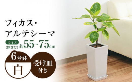 観葉植物 フィカス・アルテシーマ  (アルテシマゴム)  6号 スクエア 陶器鉢植え 【鉢色：白】/ 観葉 植物 インテリア おしゃれ プレゼント / 大村市 /琴花園[ACYK002]