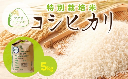 新米【令和6年産】茨城県稲敷市産 特別栽培米 コシヒカリ 5kg×1袋｜米 おこめ 精米 農家直送 直送 茨城県 [1102] 1490019 - 茨城県稲敷市