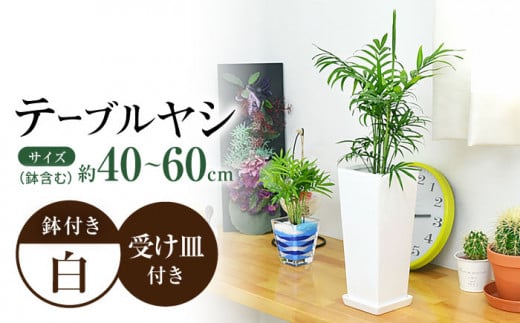 観葉植物 テーブルヤシ スクエア 陶器鉢 受け皿付き / 観葉 植物 インテリア おしゃれ プレゼント / 大村市 /琴花園[ACYK017]