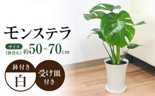 観葉植物 モンステラ プラスチック鉢入り / 観葉 植物 インテリア おしゃれ プレゼント / 大村市 / 琴花園[ACYK011] 1082776 - 長崎県大村市