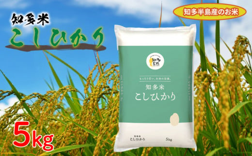 知多米 こしひかり 5kg 米 コシヒカリ 愛知 知多 特産品 南知多