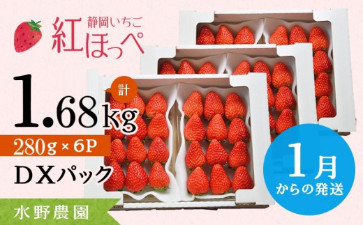 ６２８０　①1月からの発送 掛川産完熟いちご 紅ほっぺ 280g×6P 1.68ｋｇ (1ｐ：8～15粒入)　※発送時期をお選び下さい①1月 ②2月 　受付順に順次発送・ 水野農園  1131587 - 静岡県掛川市