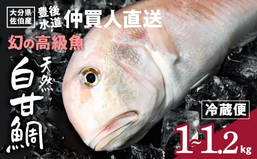 白甘鯛 幻の 高級魚 (1尾・1-1.2kg) 魚 鮮魚 甘鯛 冷蔵 シロ アマダイ 鯛 高級 大分県 佐伯市 【FZ007】【波平食堂】 1431973 - 大分県佐伯市