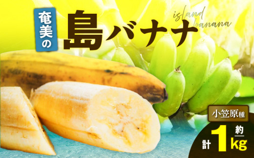 奄美の島バナナ（小笠原種）1房約1kg（約10本）　A052-001-01 926611 - 鹿児島県奄美市