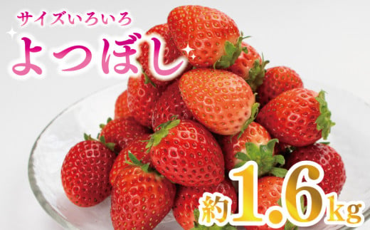 【 先行予約 】 訳あり いちご 1.6kg 果物 フルーツ よつぼし ストロベリー スイーツ お菓子 ケーキ 阿波市 徳島県 1324606 - 徳島県阿波市