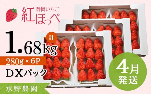 ６２８２　4月発送 掛川産完熟いちご 紅ほっぺ ２８０g×6P 1.68ｋｇ (1ｐ：8～15粒入)　受付順に順次発送 水野農園 1490878 - 静岡県掛川市