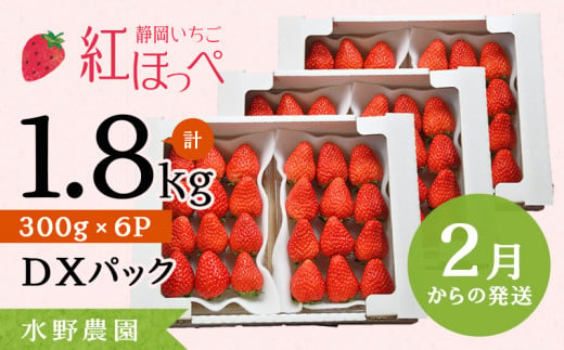 ６２８０　②2月からの発送 掛川産完熟いちご 紅ほっぺ 280g×6P 1.68ｋｇ (1ｐ：8～15粒入)　※発送時期をお選び下さい①1月 ②2月 　受付順に順次発送・ 水野農園  1131588 - 静岡県掛川市