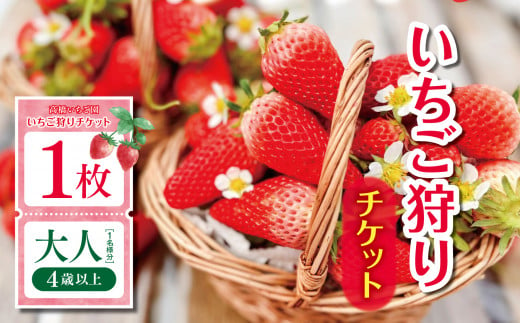 【千葉県君津市 高橋いちご園】いちご狩りチケット 大人（4歳以上）1名様分 | イベント チケット いちご園 利用券 チケット 観光 千葉県 君津市 1521174 - 千葉県君津市