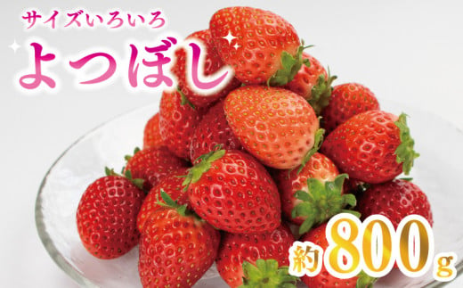 【 先行予約 】 訳あり いちご 果物 フルーツ よつぼし 800g ストロベリー スイーツ お菓子 ケーキ 阿波市 徳島県 1487492 - 徳島県阿波市