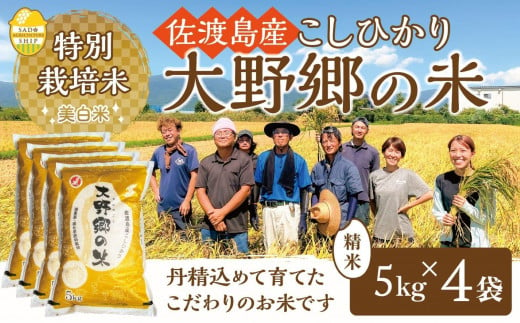 【令和６年産新米】佐渡島産 特別栽培米こしひかり「大野郷の米」精米5kg×4袋 1490361 - 新潟県佐渡市