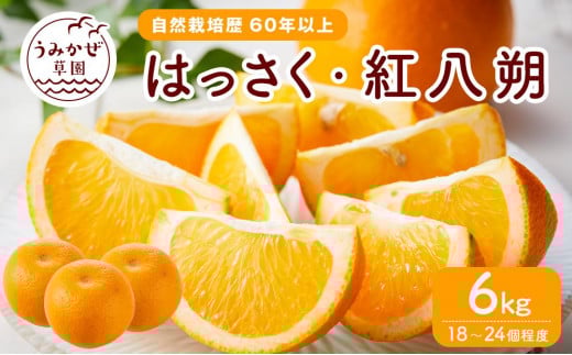 自然栽培歴　60年以上　はっさく・紅八朔　6kg【柑橘 果物 フルーツ 国産 人気 おすすめ 瀬戸内 広島県  尾道市】 656236 - 広島県尾道市