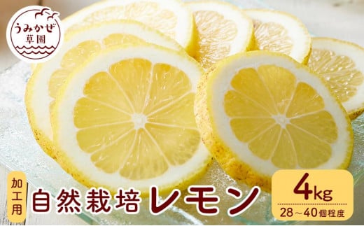 自然栽培　果汁用レモン　4kg(28～40個程度）【柑橘 果物 フルーツ 国産 人気 おすすめ 瀬戸内 広島県  尾道市】 505537 - 広島県尾道市