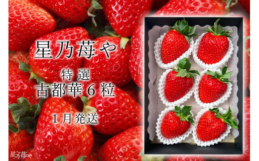 先行予約 特選大粒いちご 奈良県のいちご古都華1パック 2025年1月発送 // /苺 いちご イチゴ 古都華 奈良 奈良県 広陵町 生産者直送 直送 厳選 数量限定 旬 フルーツ 甘い 完熟 果物