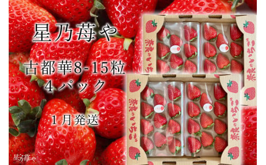 先行予約 奈良県ブランドイチゴ古都華4パック 2025年1月発送 // /苺 いちご イチゴ 古都華 奈良 奈良県 広陵町 生産者直送 直送 厳選 数量限定 旬 フルーツ 甘い 完熟 果物 星乃苺や