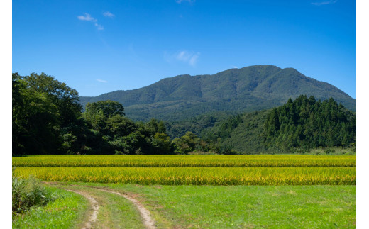 澄んだ水と美しい緑に囲まれた里山で採蜜されています