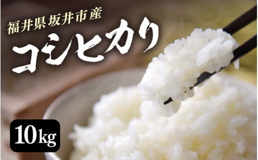 【令和6年産・新米】 福井県 坂井市産米 コシヒカリ 10kg (白米) 【お米 米 こめ コメ こしひかり 白米 10キロ 精米 ブランド米 ふるさと納税米 産地直送】 [A-3293] 1341533 - 福井県坂井市