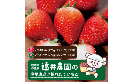 栃木県産のいちご2種食べ比べ|とちおとめ2パック(1箱)+とちあいか2パック(1箱)【1518937】