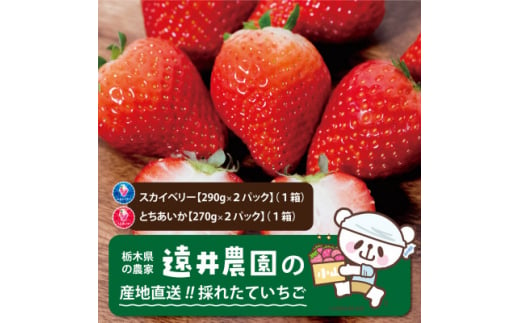 栃木県産のいちご2種食べ比べ|スカイベリー2パック(1箱)・とちあいか2パック(1箱)【1518935】 1492738 - 栃木県小山市