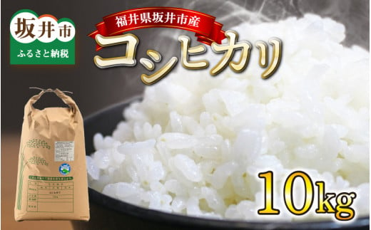 【令和6年産・新米】 福井県坂井市産 コシヒカリ 10kg 【米 こめ こしひかり ブランド米 10キロ ふるさと納税米 産地直送】 [A-12628]  207146 - 福井県坂井市