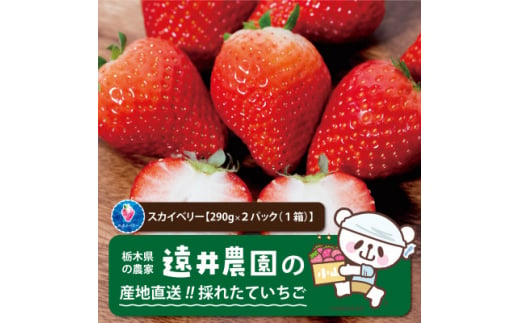 産地直送!!栃木県遠井農園の美味しいスカイベリー＜290g×2パック(1箱)＞【1518942】