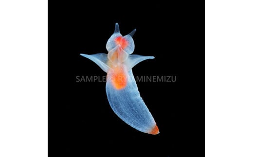 【１点のみ特別価格】清水町ふるさと大使　海洋生物写真家　峯水亮氏による　作品パネル　ハダカカメガイ（クリオネ） 1839140 - 静岡県清水町