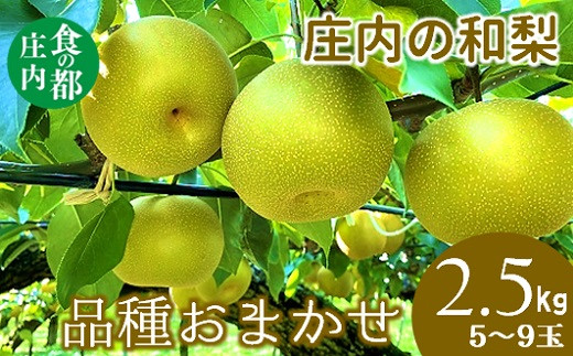 食の都庄内 庄内の和梨(品種おまかせ)約2.5kg※9月中旬ごろより順次配送