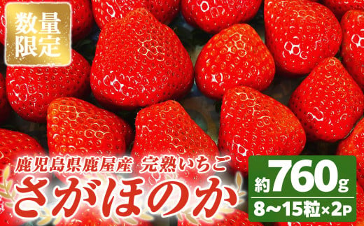 2692 【数量限定】鹿児島県産いちご「さがほのか」8～15粒×2箱　ストロベリーハウス彩より直送【期間限定】【いちご イチゴ 苺 さがほのか 国産 贈答 プレゼント 果物 フルーツ】 1489968 - 鹿児島県鹿屋市