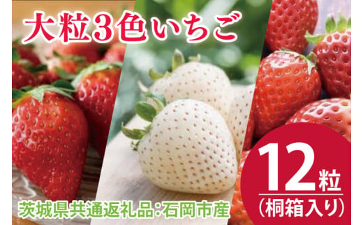 【先行予約】桐箱入り 大粒3色いちご 12粒（茨城県共通返礼品：石岡市産）※2024年12月初旬～2025年3月下旬頃に順次発送予定（CD013）