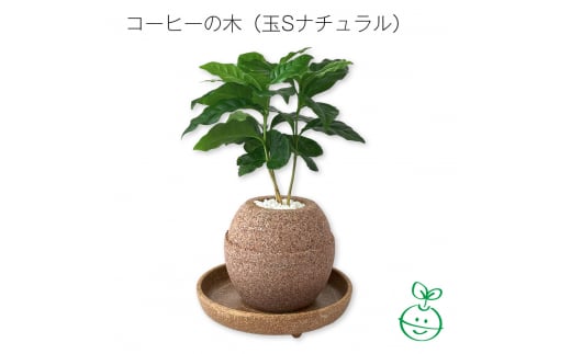 アクアプラントポット®　玉Ｓ 植木鉢コーヒーの木（1649） 1475260 - 愛知県知立市