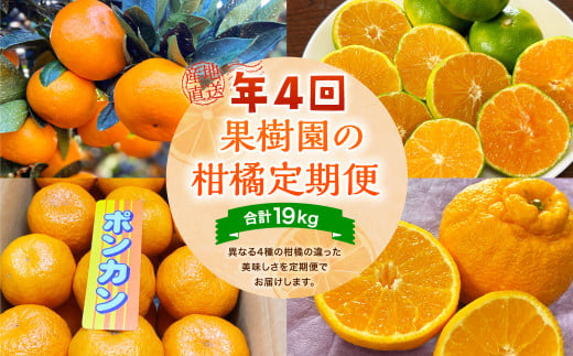 年4回 果樹園の柑橘定期便【2025年1月下旬発送開始】ポンカン5kg 不知火4kg 極早生みかん5kg 早生みかん5kg 合計19kg 定期便 不知火 しらぬい ポンカン みかん ミカン 蜜柑 くだもの フルーツ 果物  1482901 - 熊本県宇城市