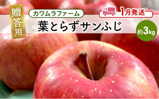 りんご 【1月発送】カワムラファーム 贈答用 葉とらず サンふじ 約3kg 【弘前市産 青森りんご】 青森 弘前 1492923 - 青森県弘前市