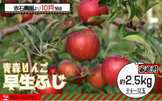 りんご 【 10月発送 】 家庭用 早生ふじ 約 2.5kg 【弘前市産 青森りんご】 1492943 - 青森県弘前市