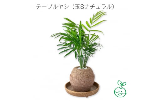 アクアプラントポット®　玉Ｓ 植木鉢テーブルヤシ（1650） 1475261 - 愛知県知立市