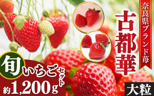 古都華と旬のいちごつめあわせ（大粒）2L～3L 10~12粒 約1200g | フルーツ くだもの 果物 いちご イチゴ  古都華 ことか 奈良県 五條市 773015 - 奈良県五條市