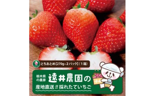 産地直送!!栃木県遠井農園の美味しいとちおとめ＜270g×2パック(1箱)＞【1518938】