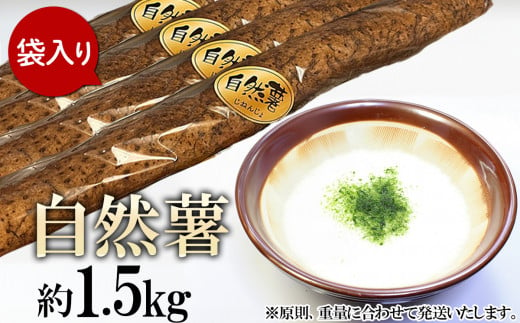 自然薯 約1.5kg(カット済)【※重量（約1.5kg）に合わせてお届け】【2024年12月～2025年3月ごろ発送予定】【 山芋 やまいも とろろ 人気 おすすめ ふるさと納税 ごはん 米 蕎麦 】 883081 - 茨城県下妻市