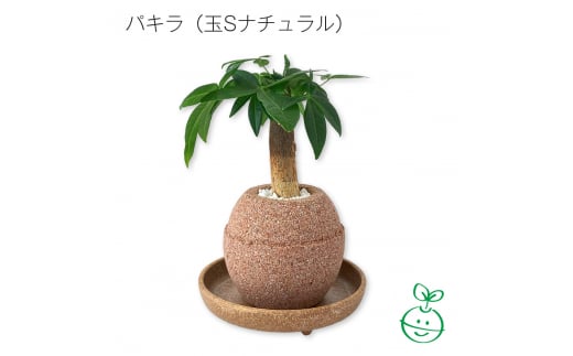 アクアプラントポット®　玉Ｓ 植木鉢パキラ（1648） 1475258 - 愛知県知立市