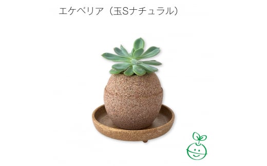 アクアプラントポット®　玉Ｓ 植木鉢エケベリア（1651） 1475262 - 愛知県知立市